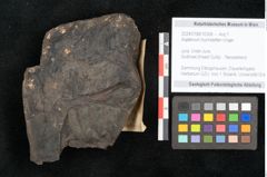 Foto (Objekt + Etikett) von Asplenium hochstetteri Unger (NHMW-GEO-2024-0188-10306)